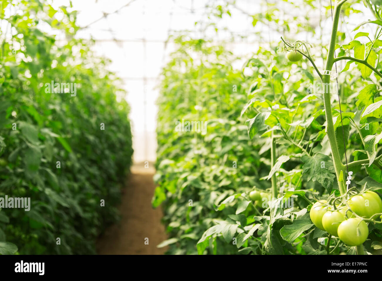 Grüne Tomaten wachsen auf Reben im Gewächshaus Stockfoto