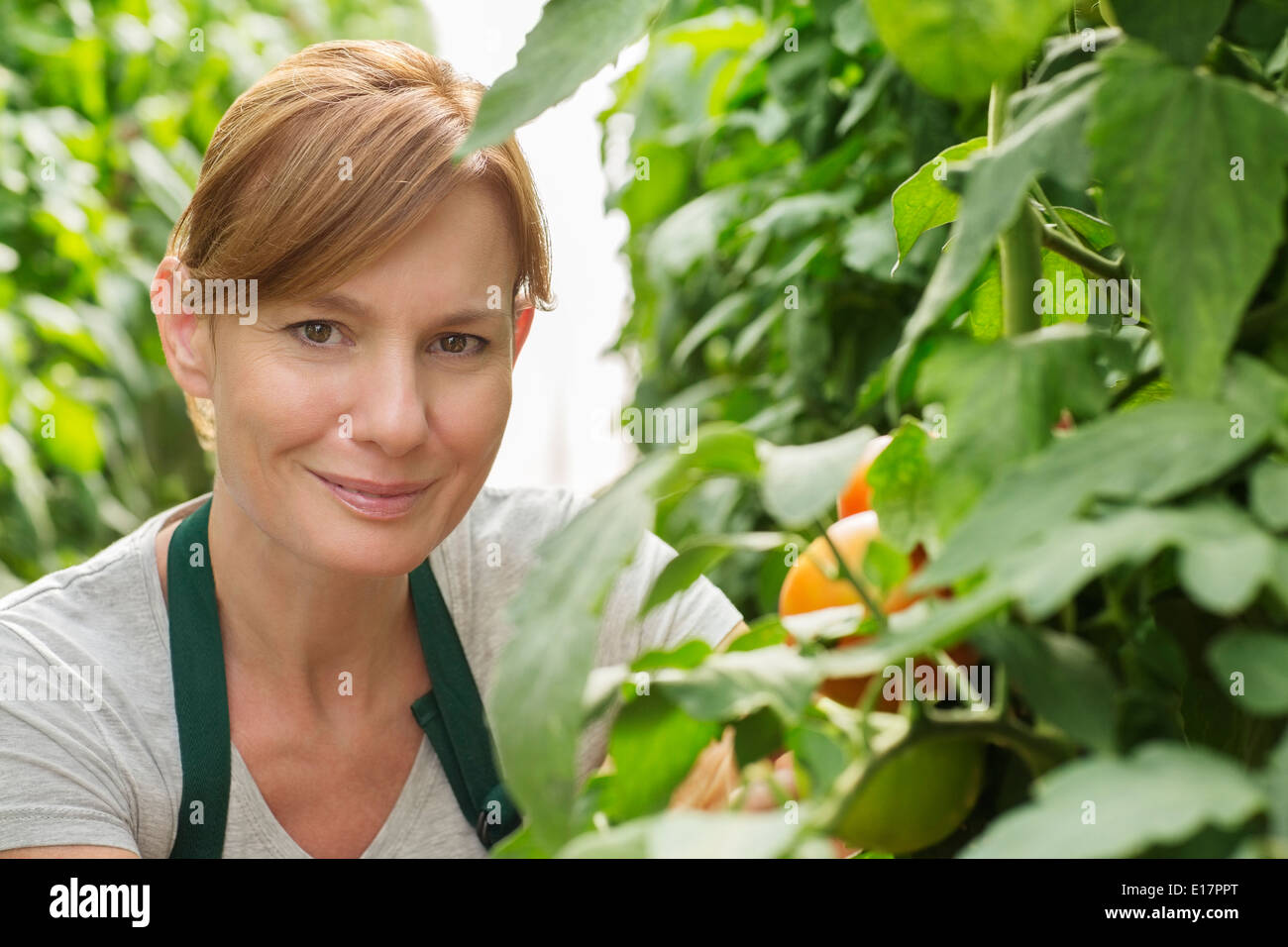 Porträt von lächelnden Frau neben Tomatenpflanzen im Gewächshaus Stockfoto