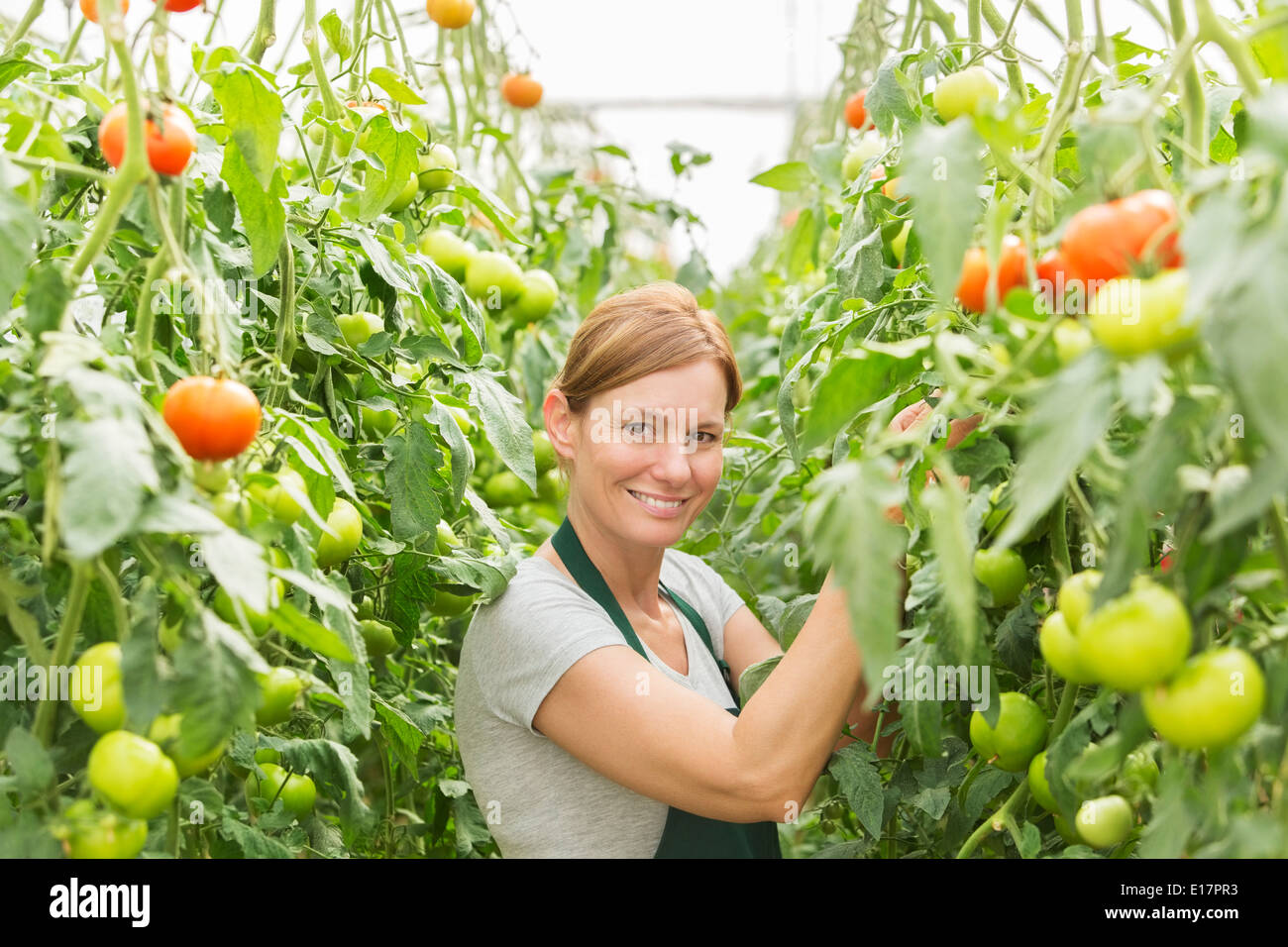 Porträt der Frau tendenziell Tomatenpflanzen im Gewächshaus Stockfoto