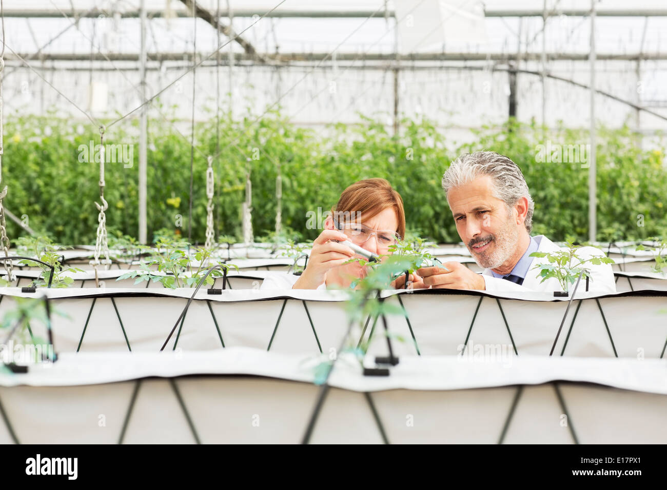 Botaniker, die Messung der Pflanze mit Zange im Gewächshaus Stockfoto