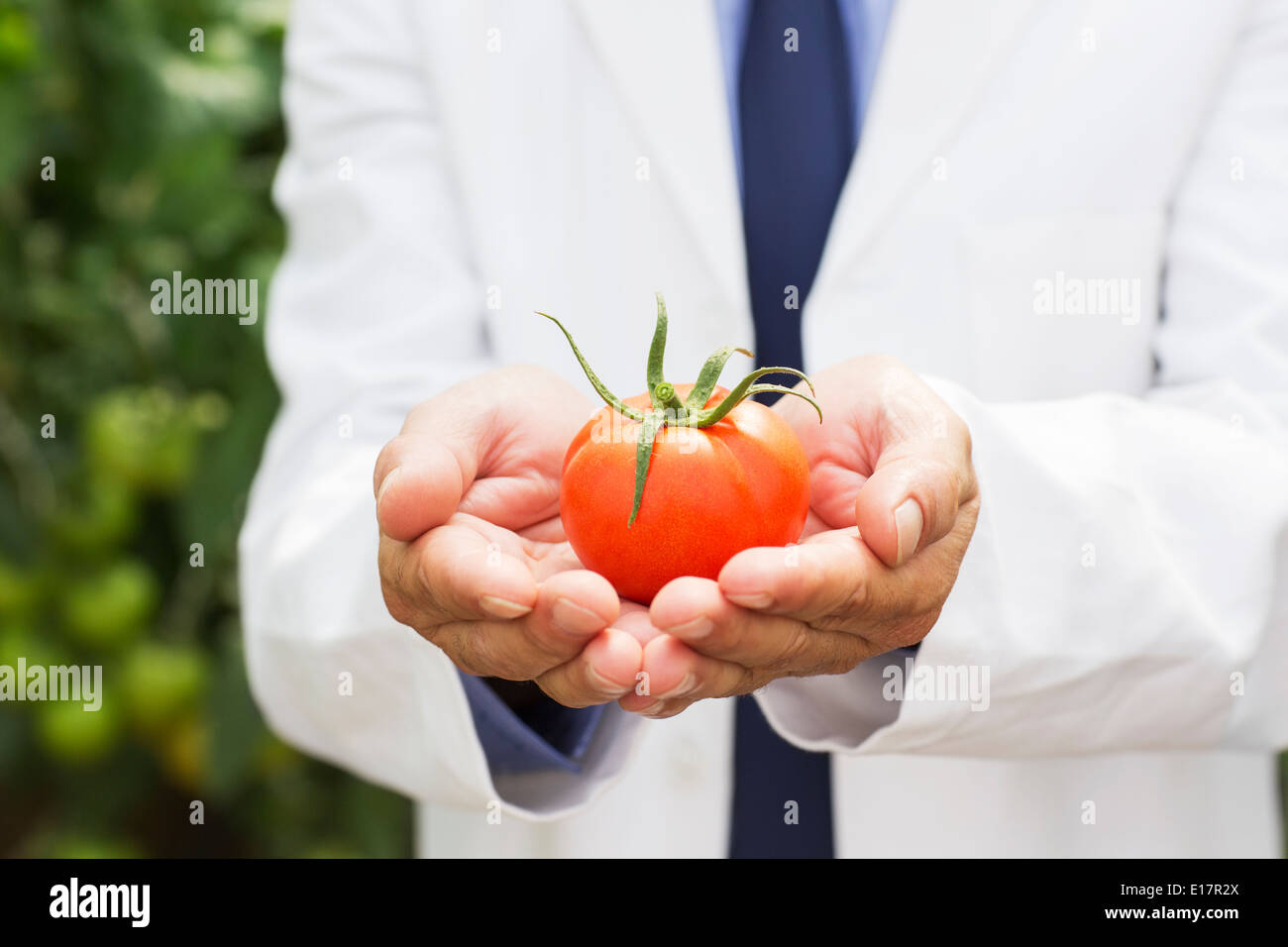 Botaniker Holding reife Tomate Stockfoto