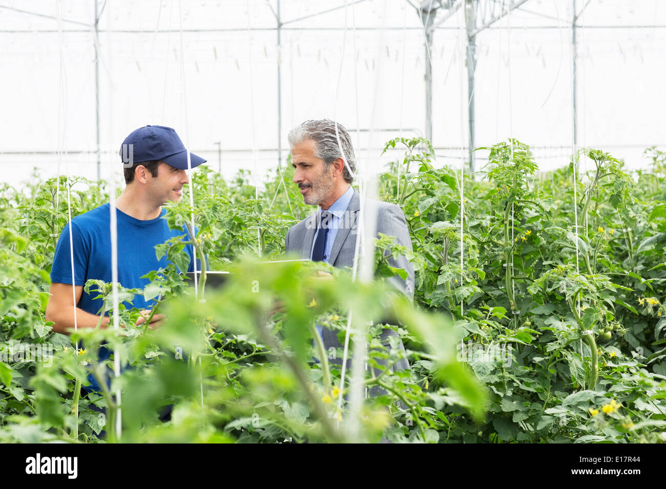 Unternehmer und Arbeitnehmer sprechen unter Tomatenpflanzen im Gewächshaus Stockfoto