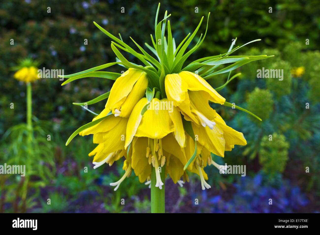 Kaiserkrone (Fritillaria Imperialis) in einem englischen Garten. Stockfoto