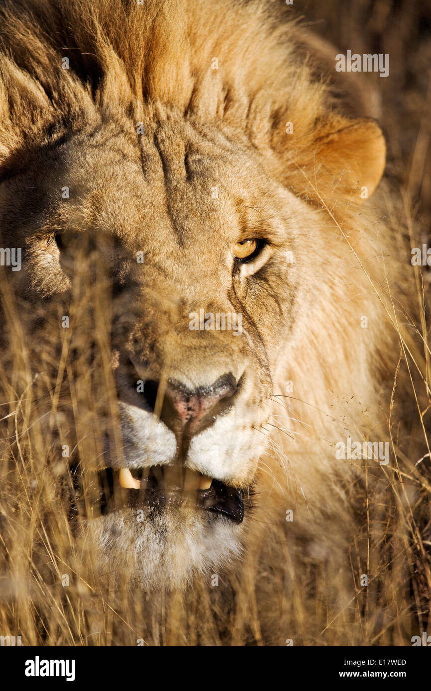 Knurrend männlicher Löwe (Panthera Leo) lange Gras. Namibia. Stockfoto