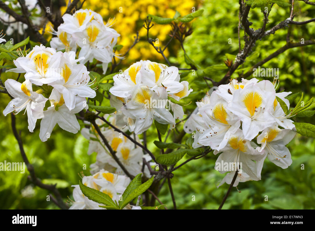 Azalee Persil weiß und gelb in einem Garten im Frühling. Stockfoto