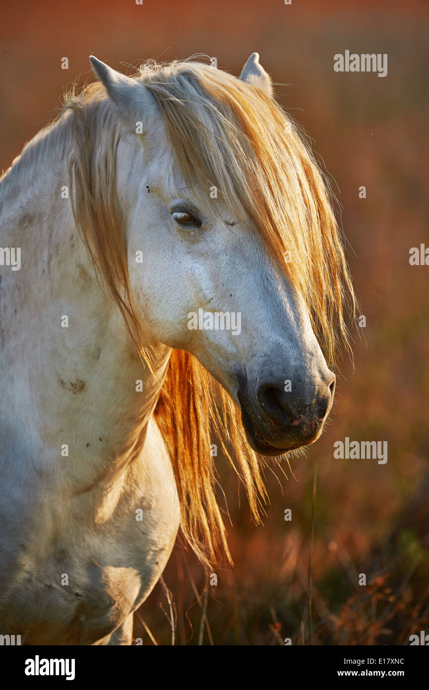 Enge Porträt der weißen Pferde der Camargue Stockfoto