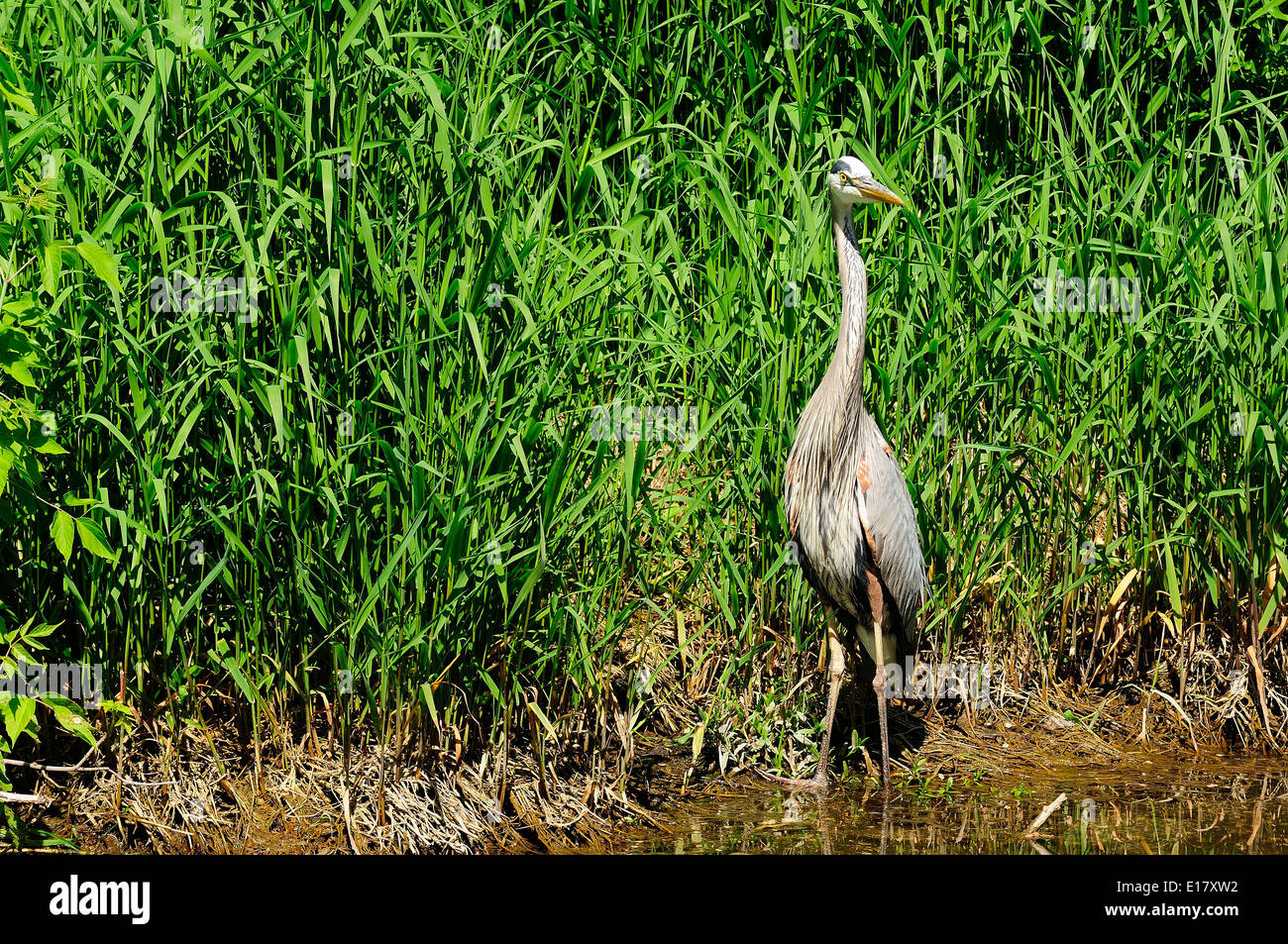 Great Blue Heron von Red Wing Blackbird (Ardea Hernien) angegriffen Stockfoto