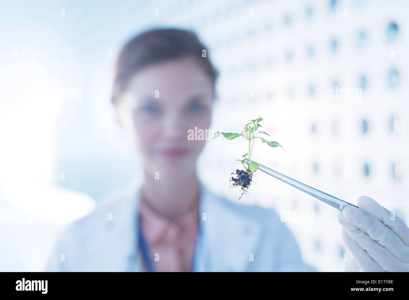 Botaniker, die Pflanze mit einer Pinzette halten Stockfoto