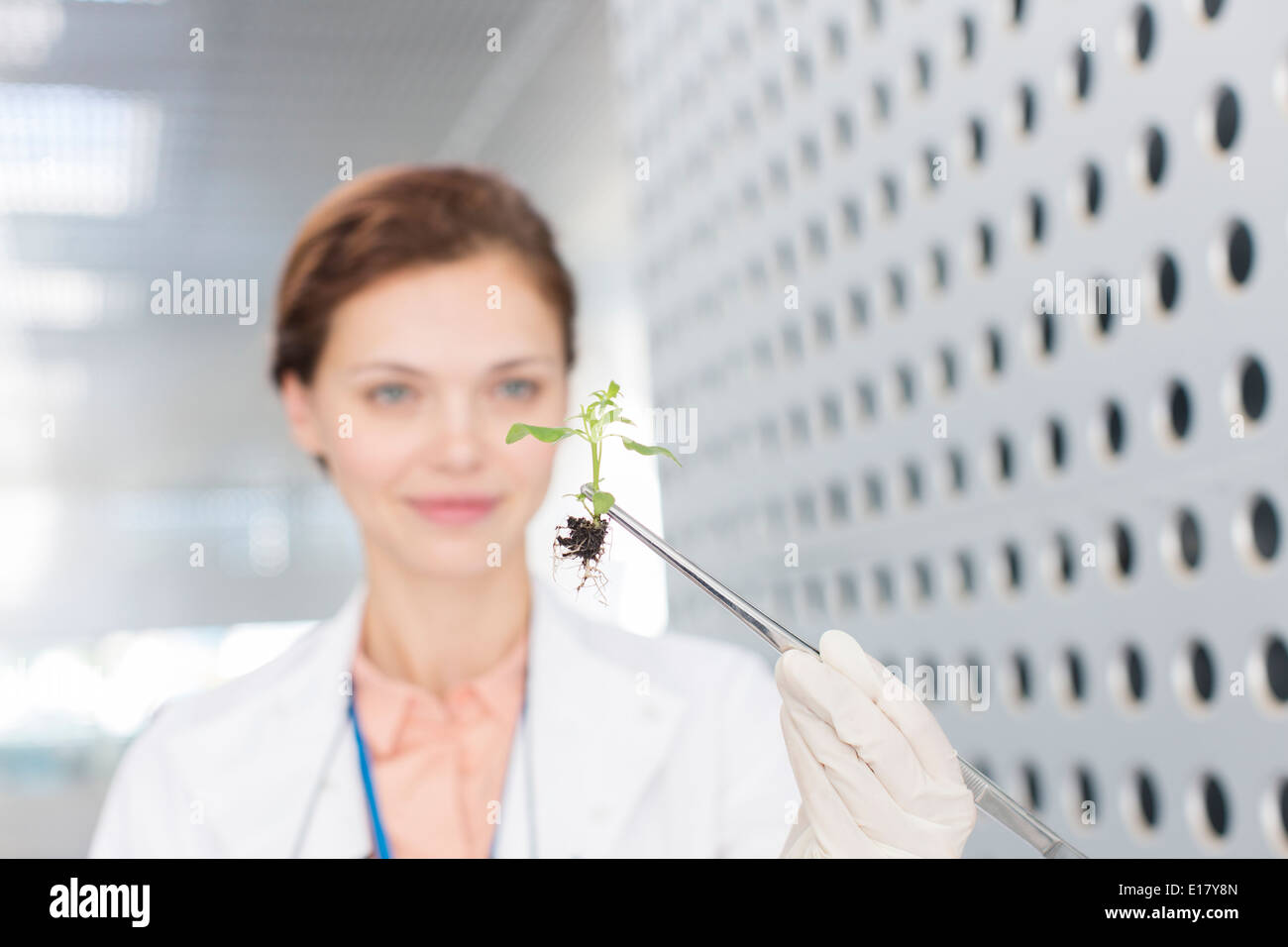 Botaniker, die Pflanze mit einer Pinzette halten Stockfoto