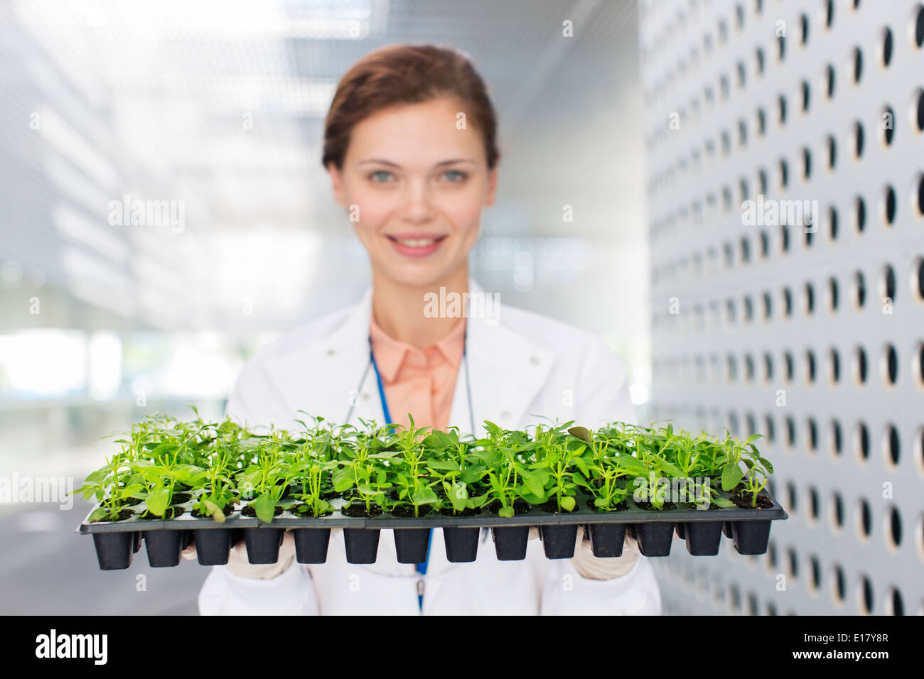 Porträt des Botanikers hält Tablett mit Pflanze Setzlinge Stockfoto