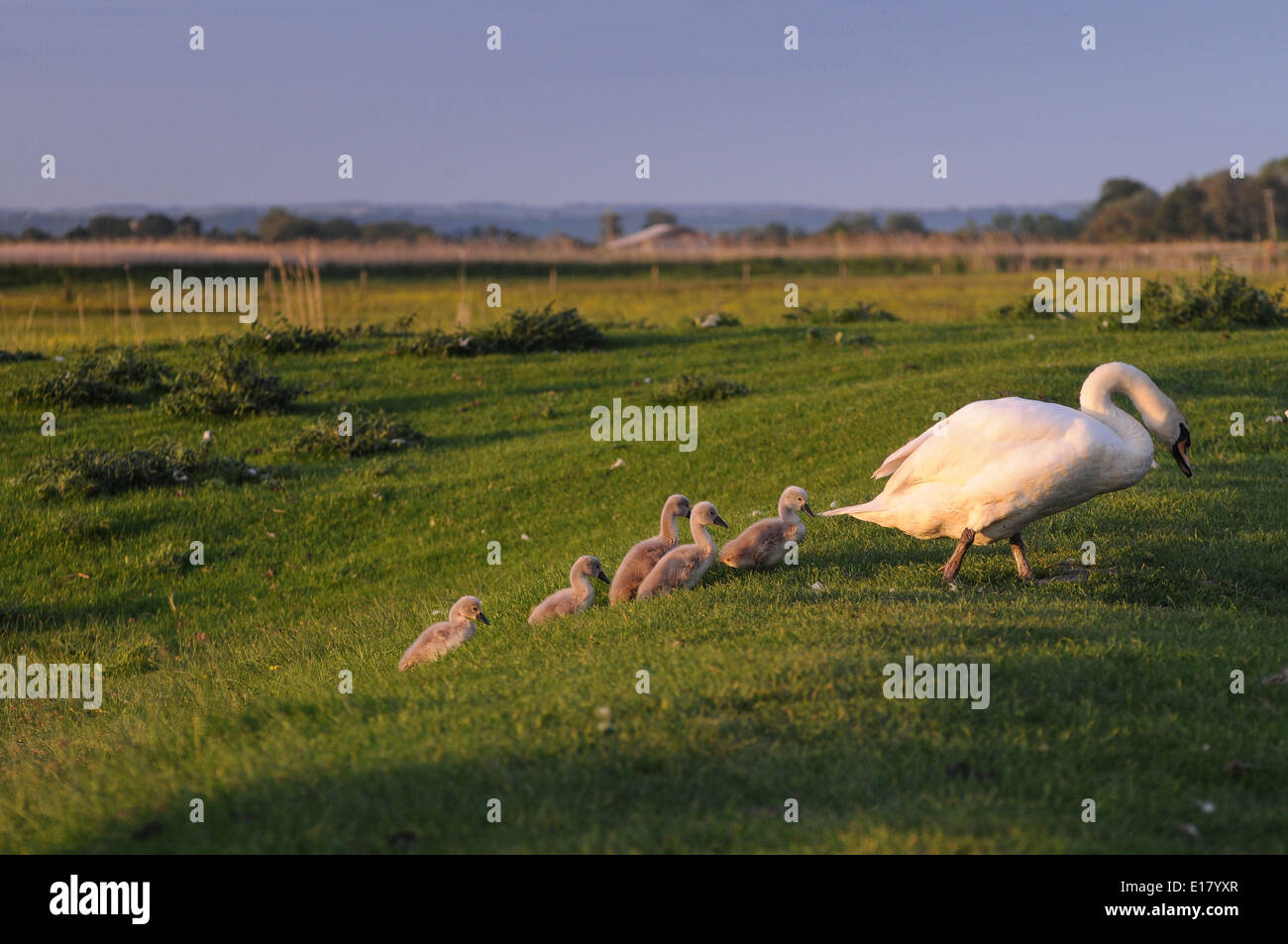 Romney Marsh, Kent, UK... 25. Mai 2014..Cygnets folgen Schwan, in Linie, durch das Marschland. . David Burr Stockfoto