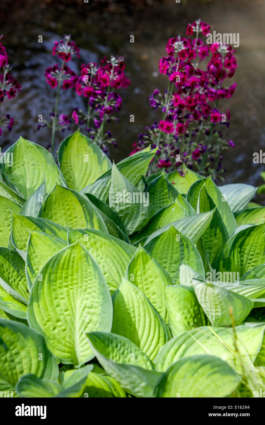 Hosta Gold Standard, primula japonica, pflanzt in einem schattigen Teil des Gartens Stockfoto