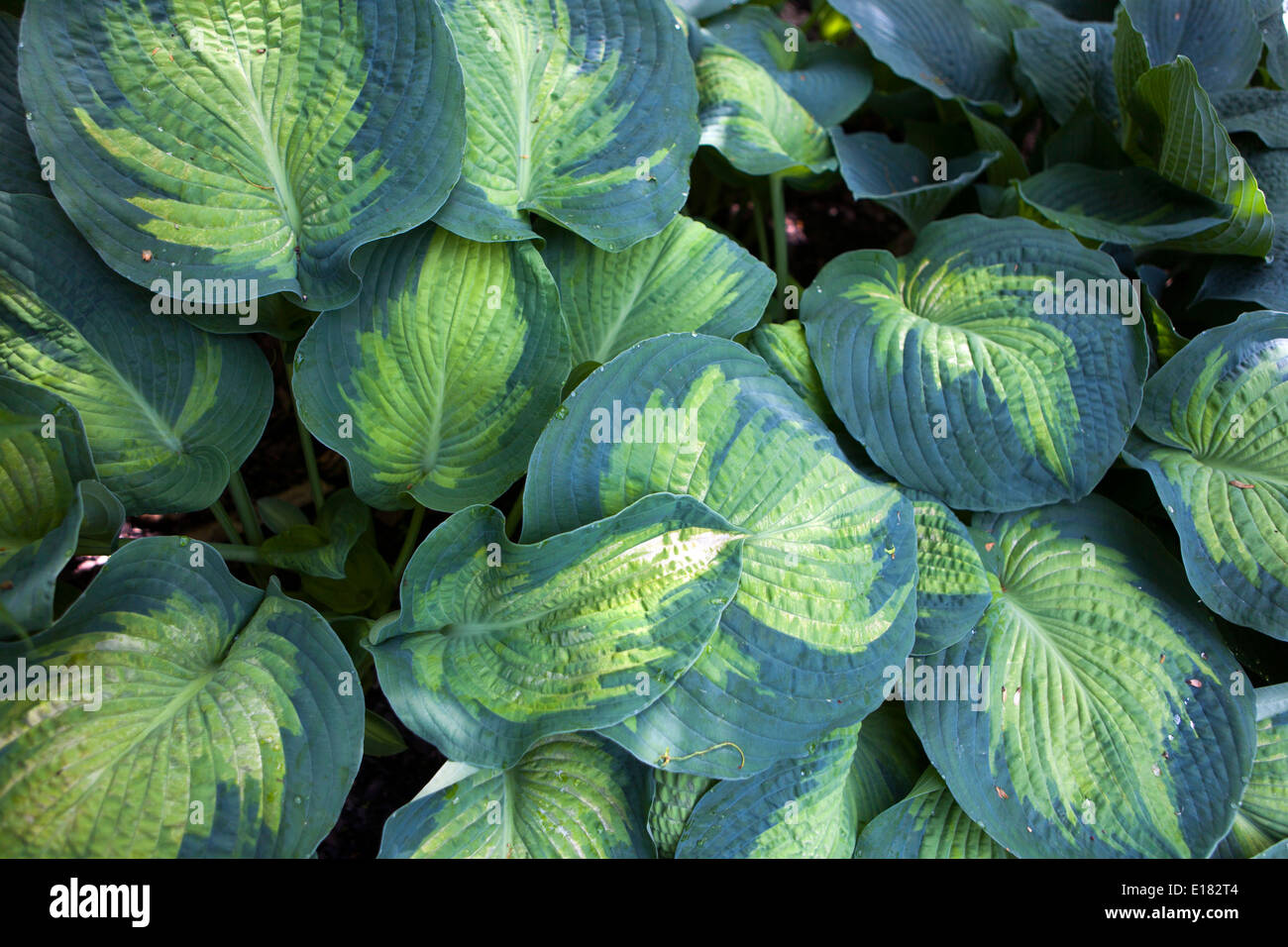 Hosta Werk, große Blätter von Pflanzen im schattigen Teil des Gartens Stockfoto
