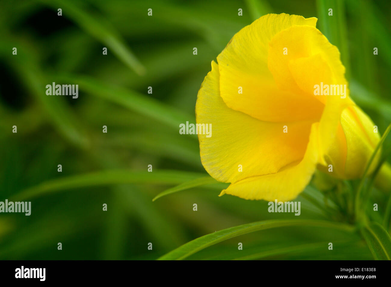 Einzelne gelbe Oleander Blume Stockfoto