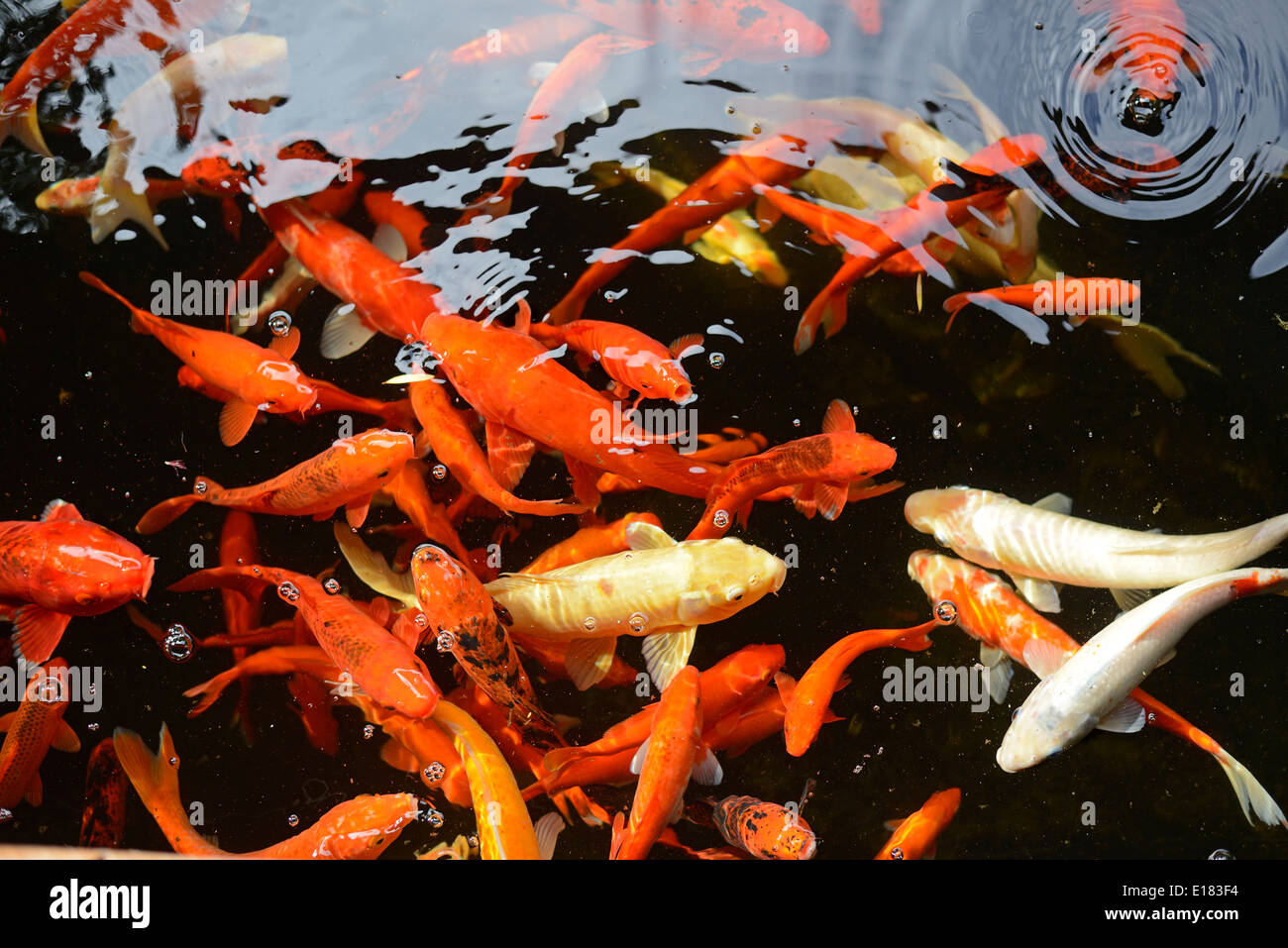 Koi karpfen im aquarium Fotos und Bildmaterial in hoher Auflösung Alamy