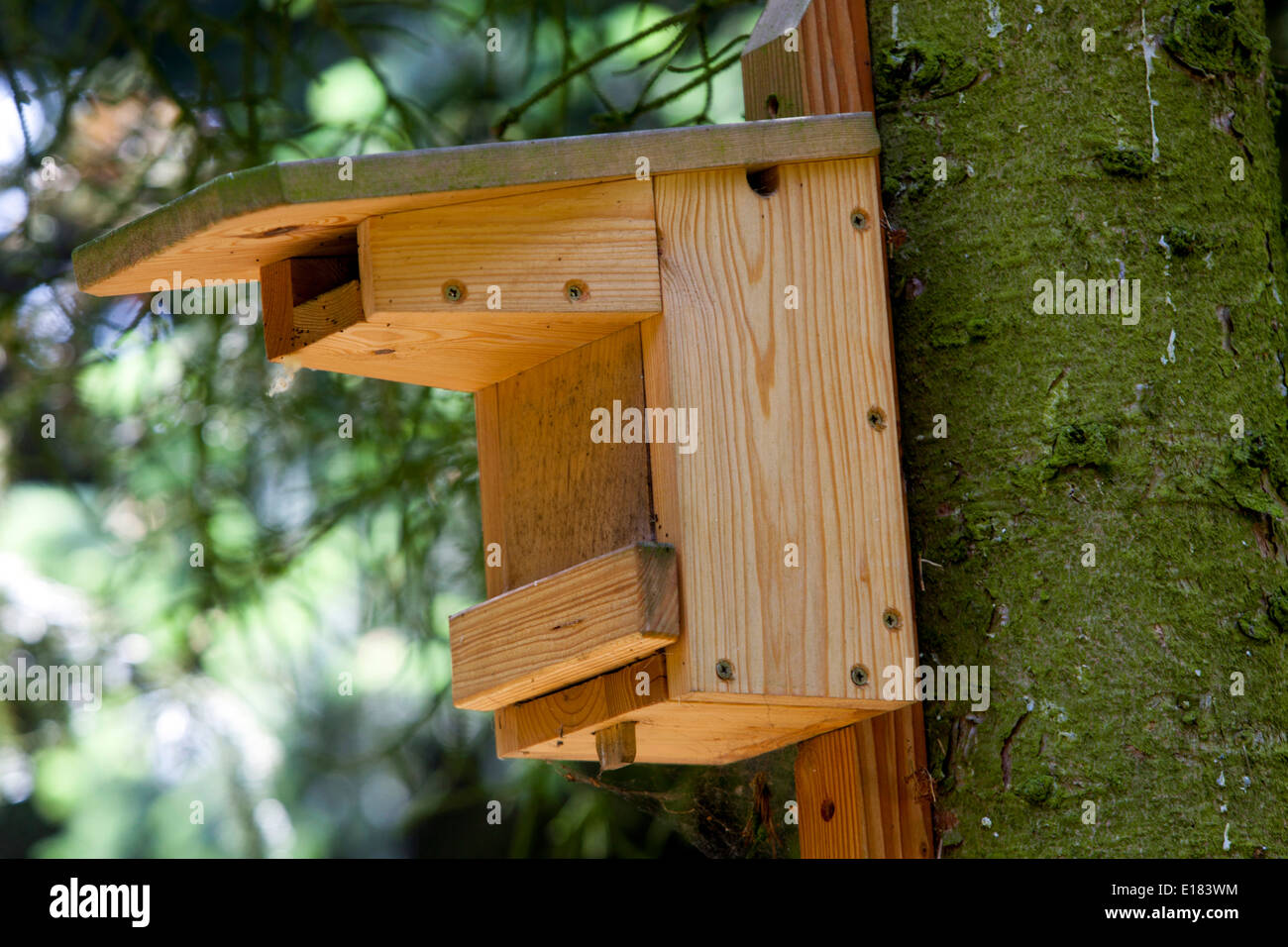 Sicheres Vogelhaus gegen Raubtiere auf einem Baum im Wald, eine Holzkiste für nistende Vögel Stockfoto