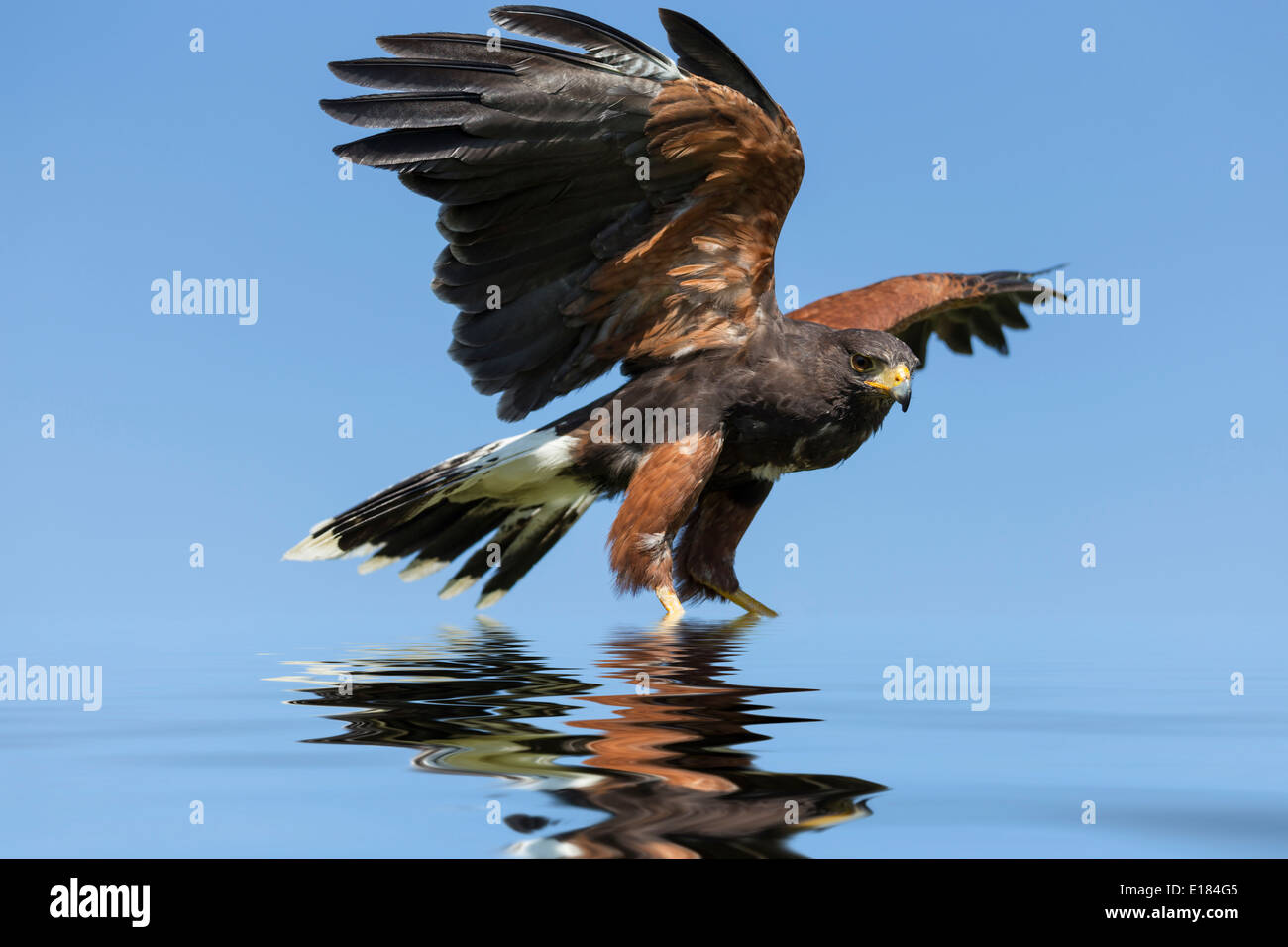 Harris Hawk Parabuteo Unicinctus Bird Of Prey Raptor mit Reflexion Stockfoto