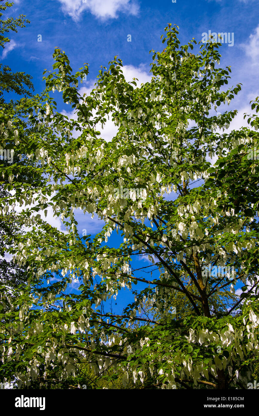 Davidia Involucrata Baum in voller Blüte. Stockfoto