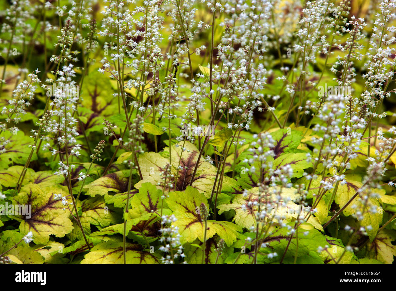 Heucherella "Ampel"-Bett Stockfoto