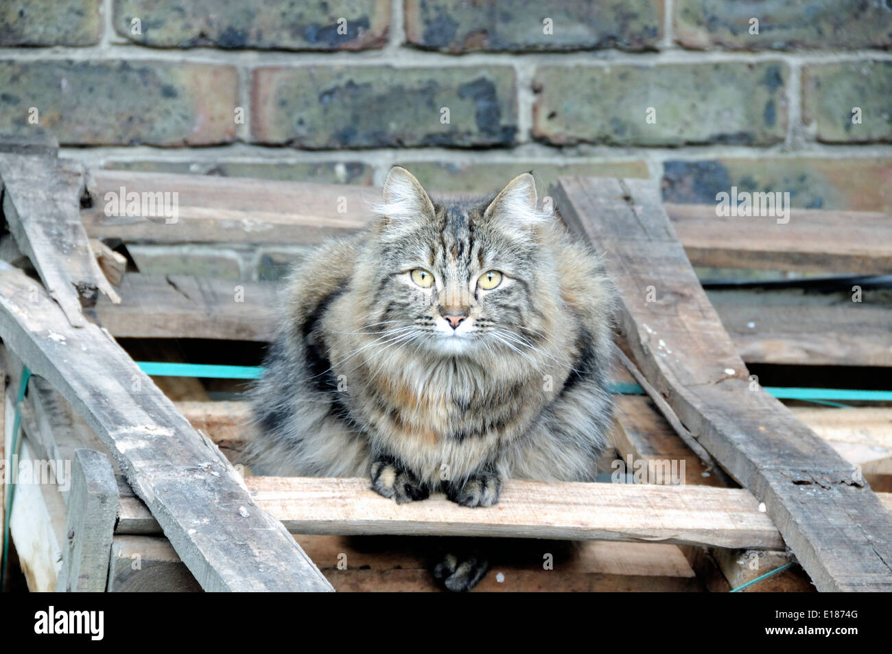 Langhaarige Tabby Katze auf Holzpaletten Stockfoto