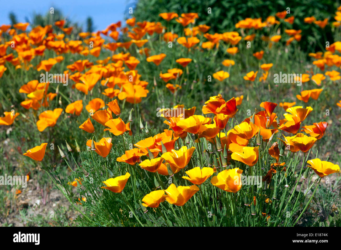 Eschscholzia californica kalifornische Mohnblumen Bunte Wiese Annuals Pflanzen Orange Blumen Landschaft Feldmohn blüht möglicherweise kalifornischer Mohn Stockfoto