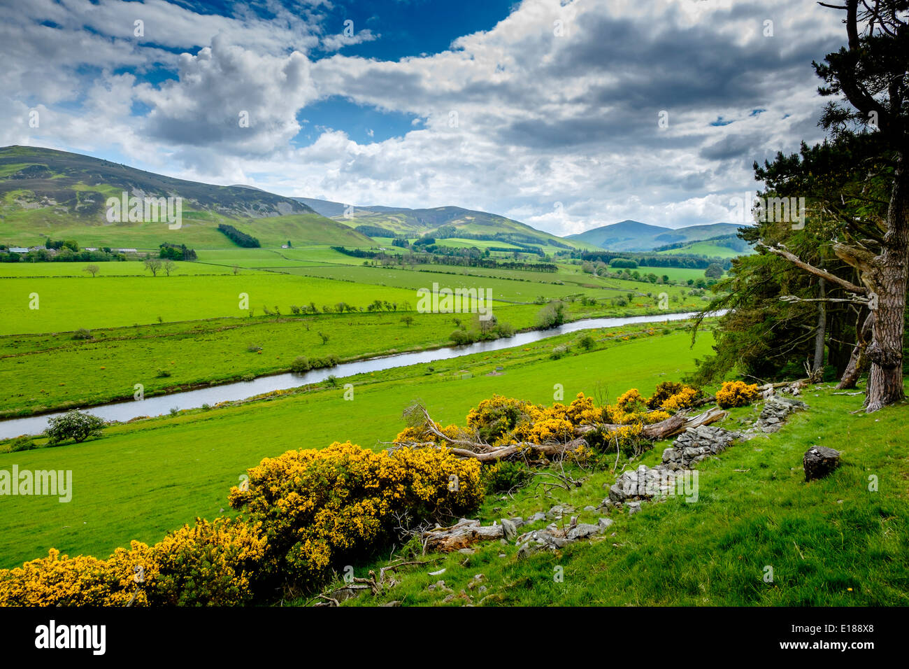 Ginster-Büsche blühen in den Scottish Borders - mit dem Fluss Tweed im Tal über Stockfoto