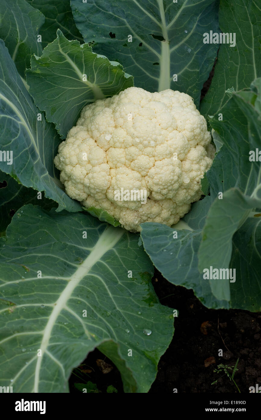 Zuteilung Blumenkohl angebaut Stockfoto