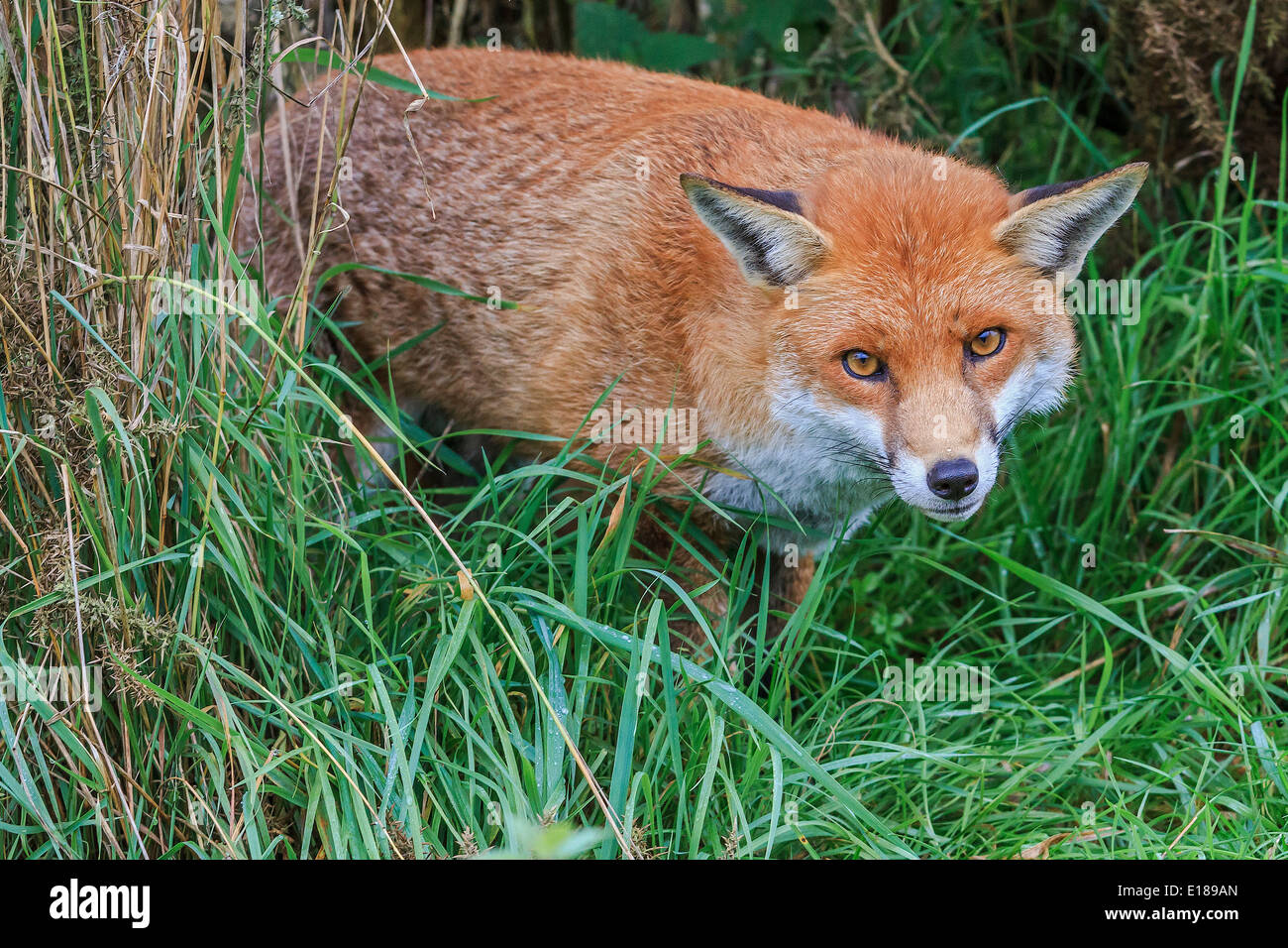 Alert Fox (Canidae Vulpini) Berkshire UK Stockfoto