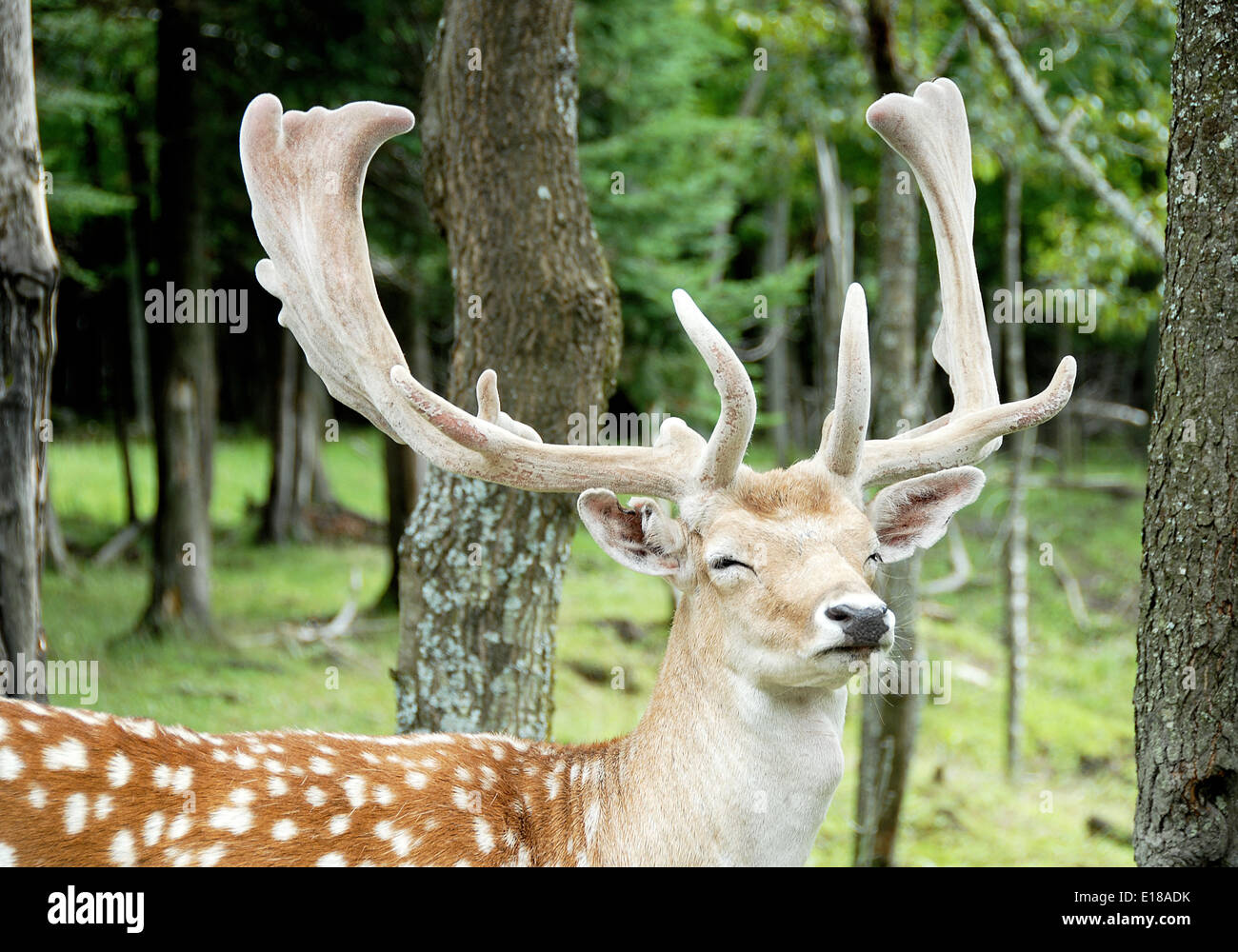 Verschlafene Hirsch Stockfoto