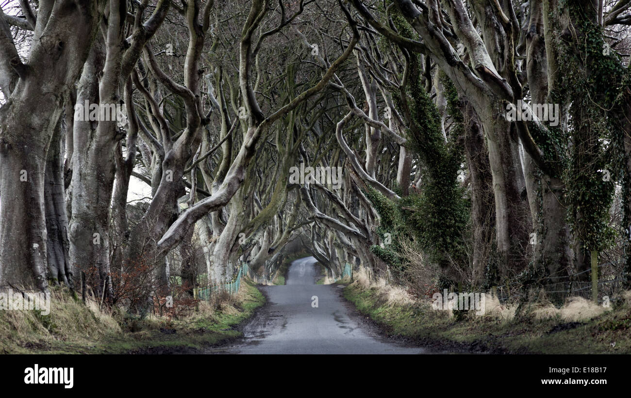 Woods dunkle Hecken mit seinen seltsamen Form-Bäumen. Nordirland Stockfoto