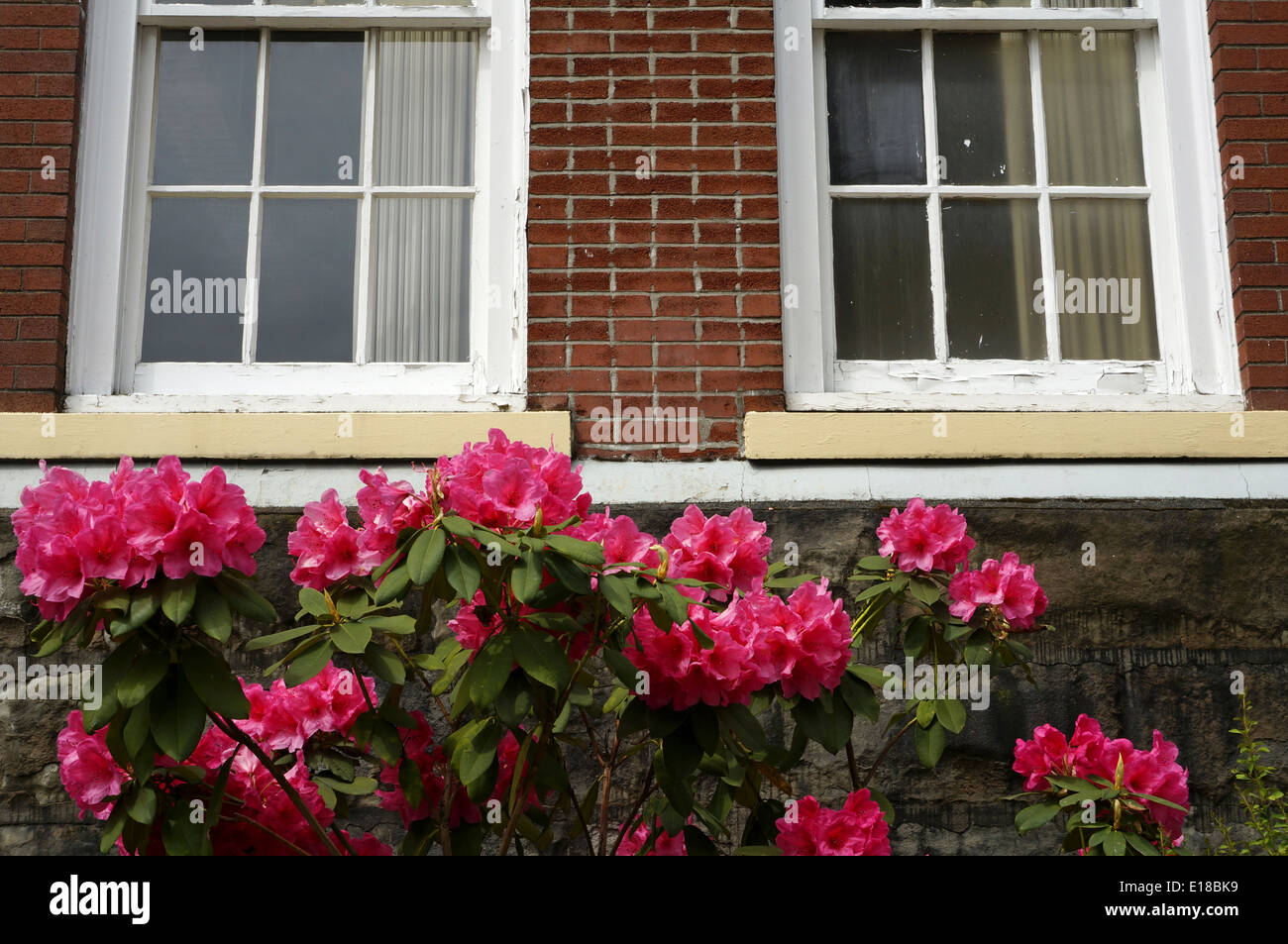 Rosafarbene Rhododendren blühen im Frühling Stockfoto