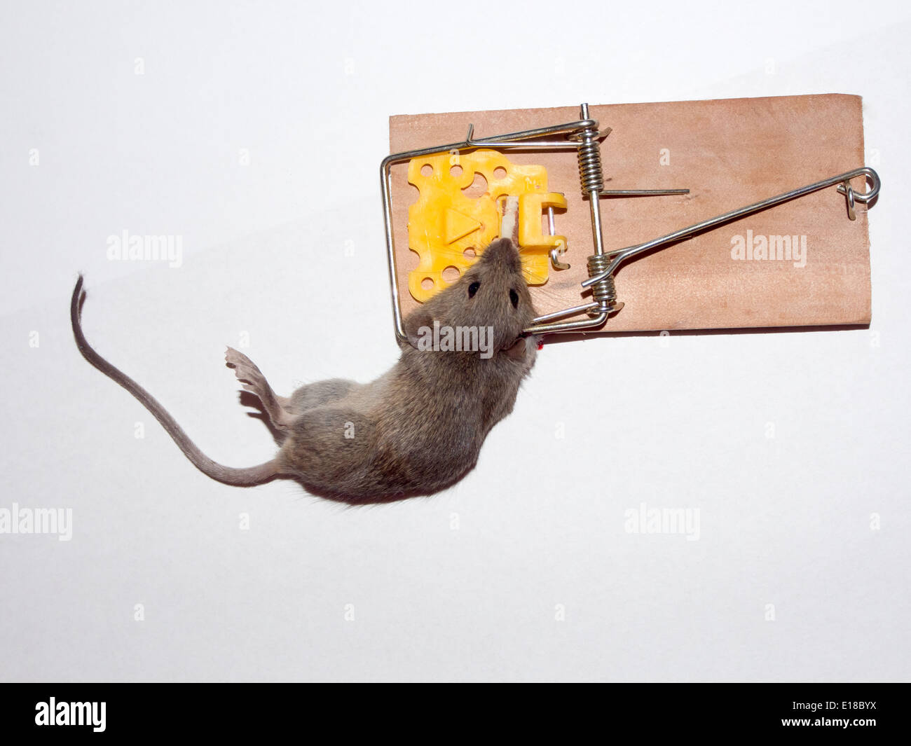 Eine tote Maus in einer Mausefalle gefangen Stockfoto