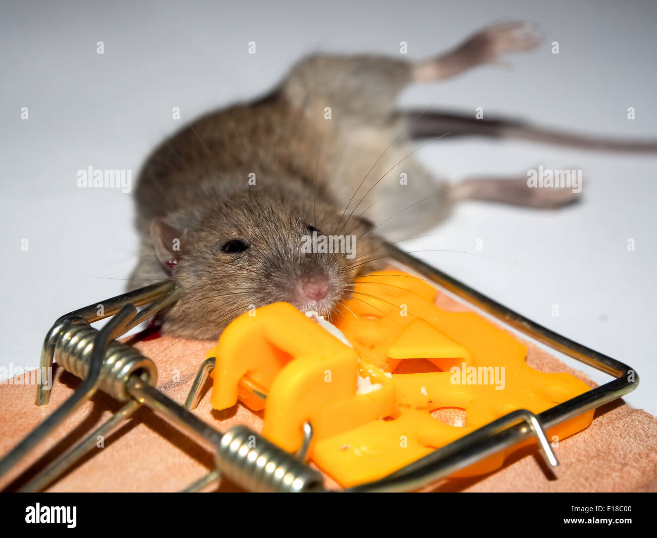 Eine tote Maus in einer Mausefalle gefangen Stockfoto