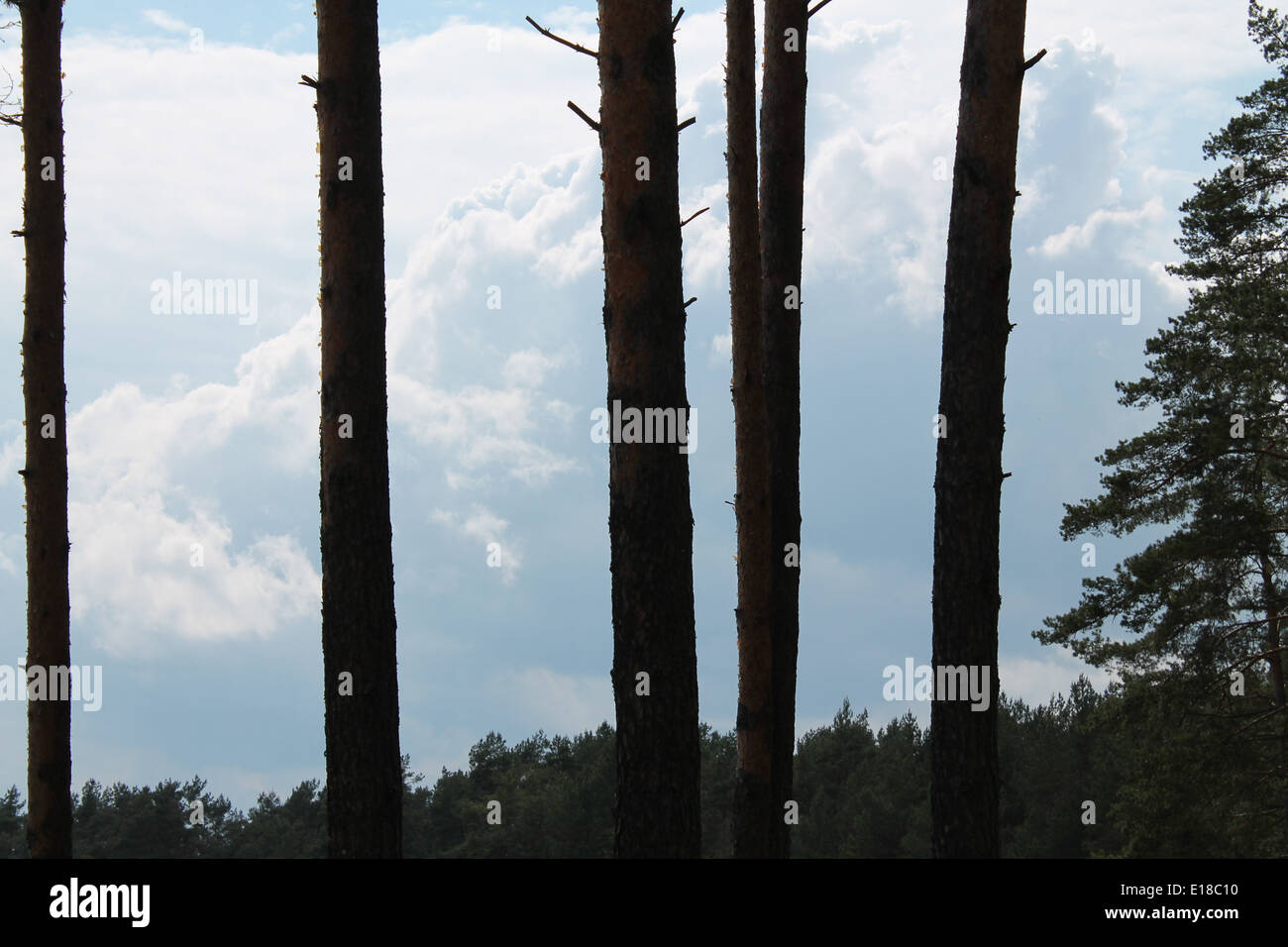 Linie der starken Hight Kiefer Stiele dachte sehen Art blau sonnige Himmel Stockfoto