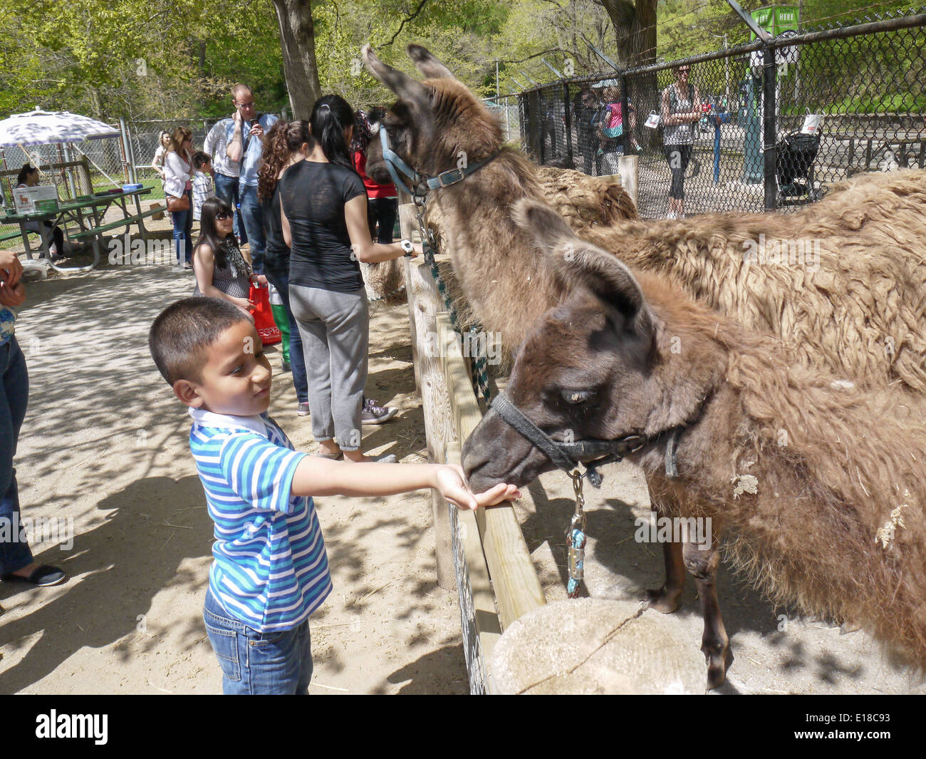 Kind, Fütterung der Tiere Streichelzoo Toronto high park Stockfoto