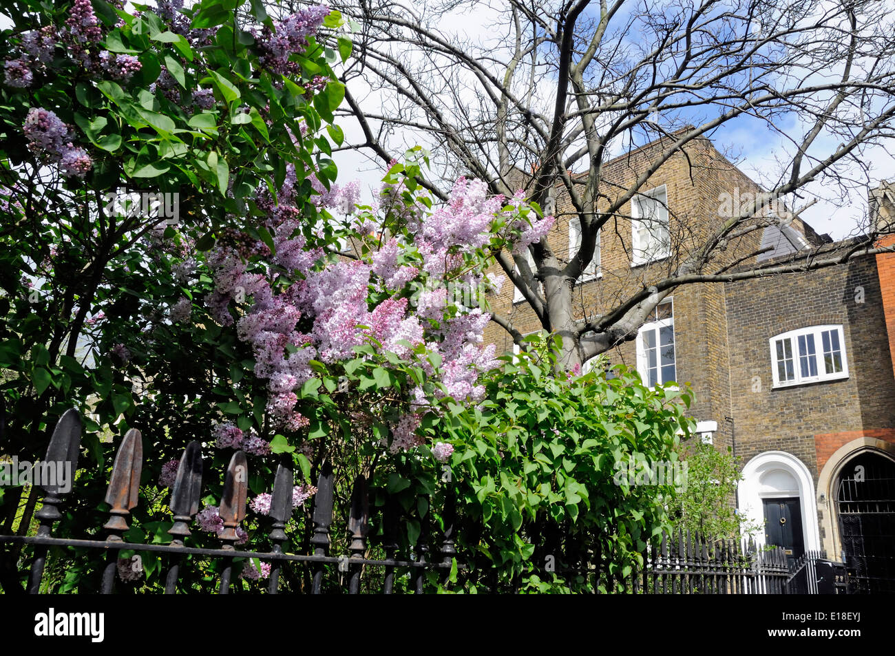 Gemeiner Lilac Syringa vulgaris über Geländern, Compton Terrace Gardens, London Borough of Islington England Großbritannien Stockfoto