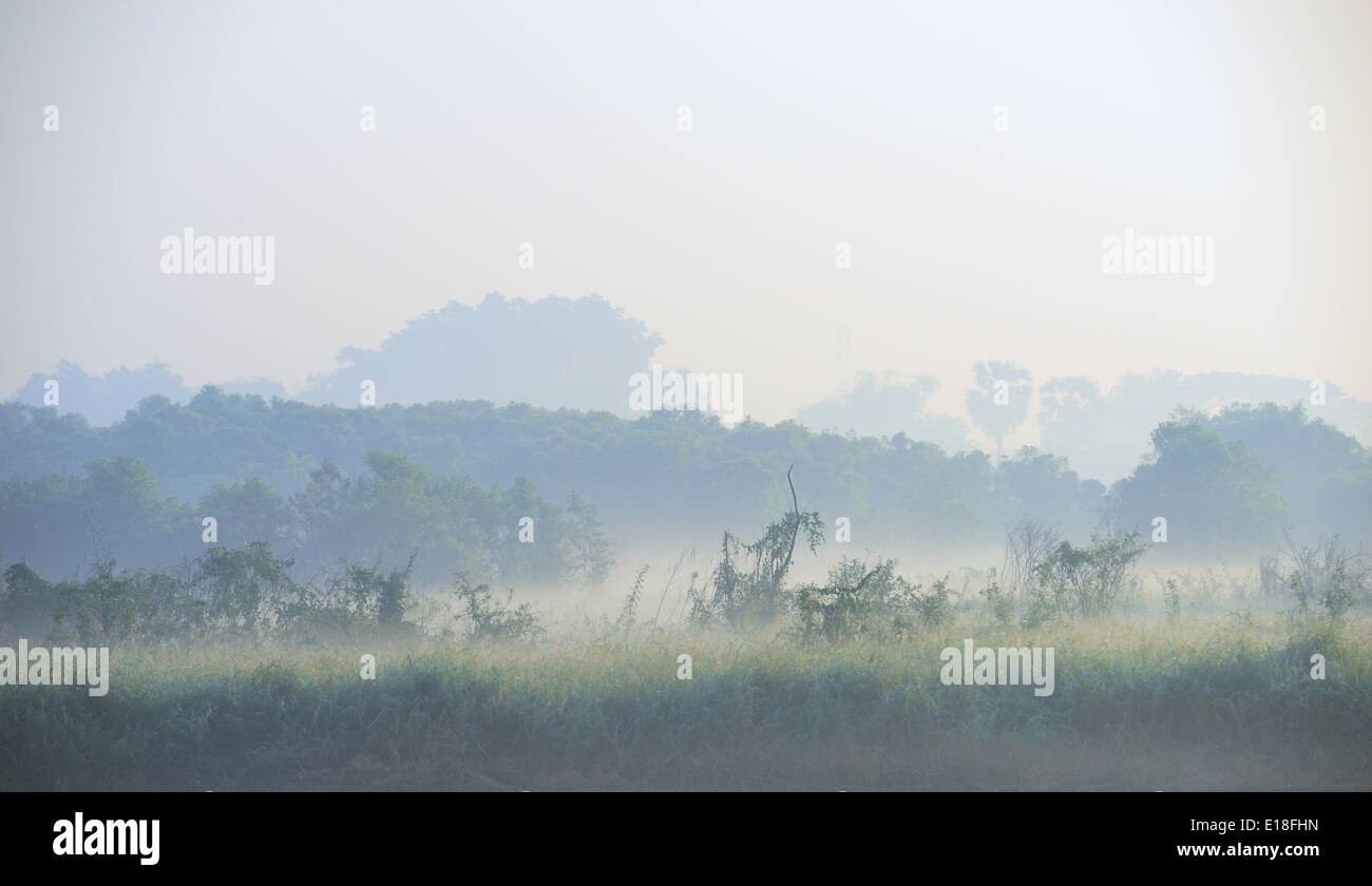 Nebel am Morgen Stockfoto