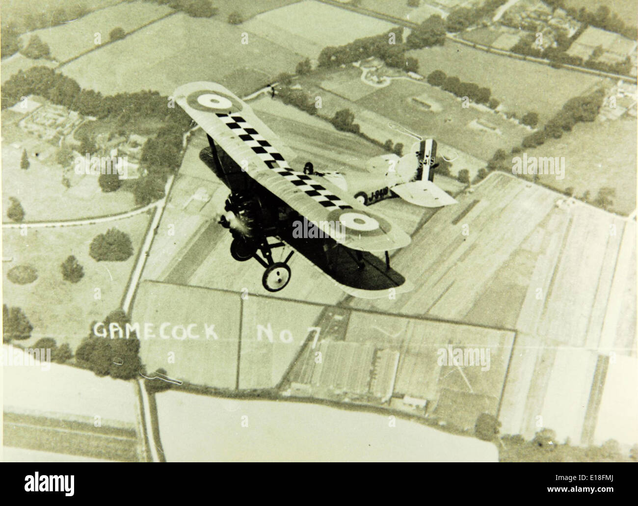 Gloster, Gamecock Stockfoto