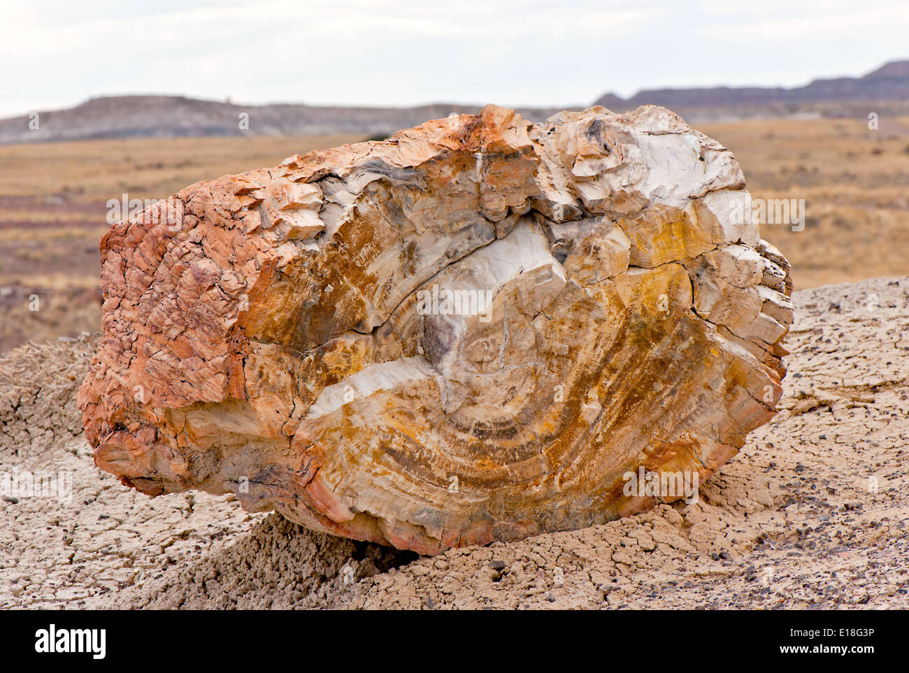 Versteinerte Gesamtstruktur späten Trias tektonischen A versteinert Log in der versteinerte Wald auf Utah Highway US-160 HWY Stockfoto
