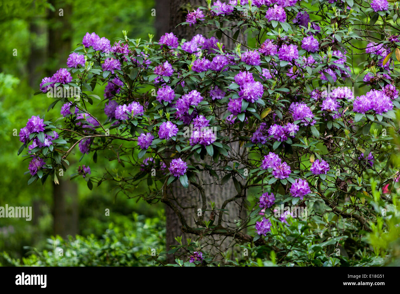 Rhododendron, Blumen, Garten, Blüte, Sträucher, Wald, unter Bäumen, Blau, Wald, Rhododendrons Garten Stockfoto