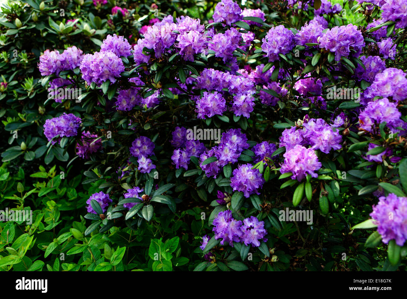 Azalee, rhododendron Stockfoto
