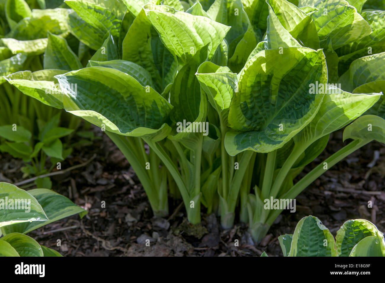 Hosta, Pflanzen Garten große Blätter Stockfoto