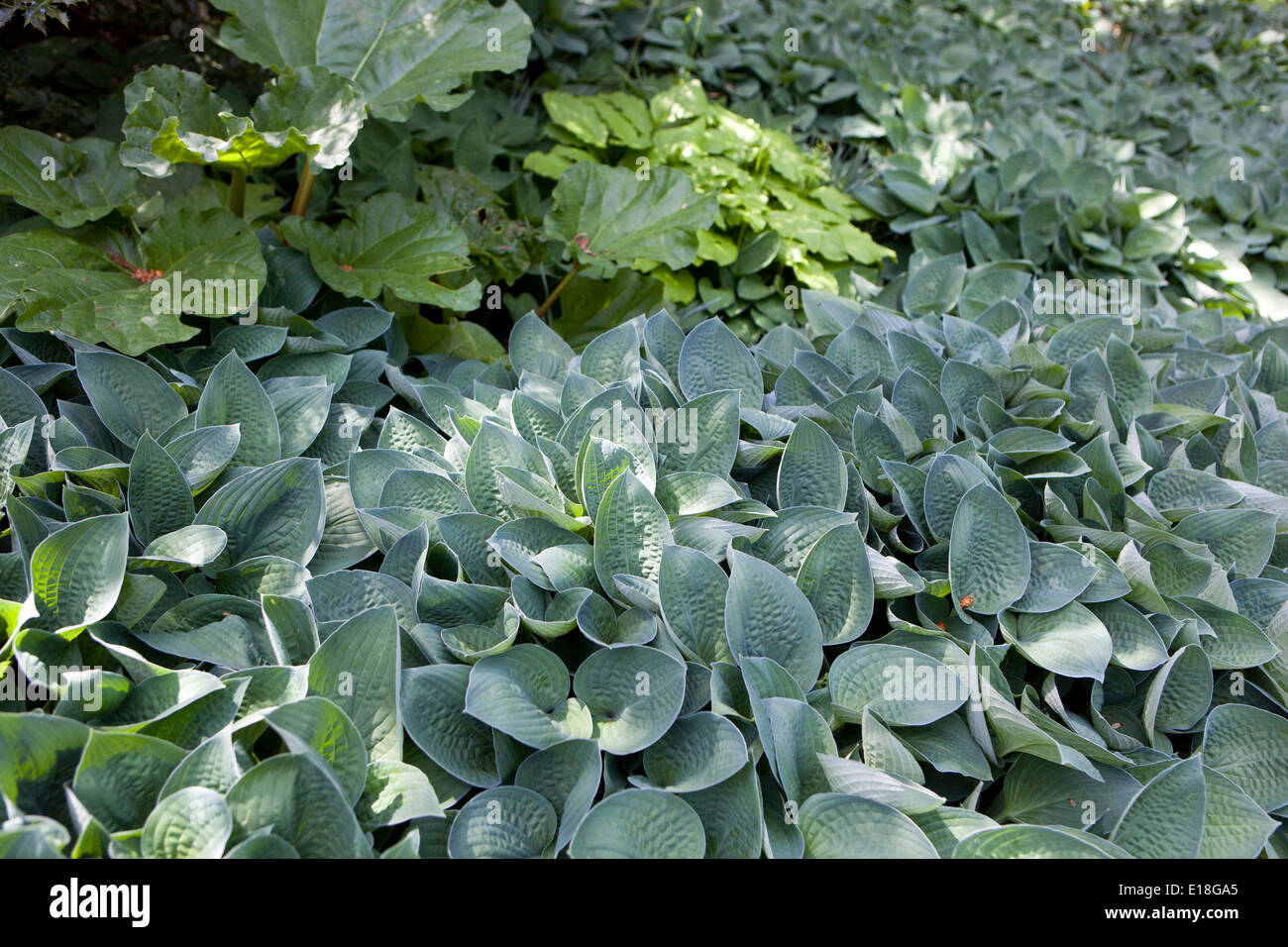 Hosta, Pflanzen im schattigen Teil des Gartens Stockfoto