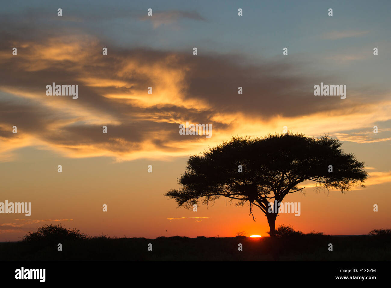 Afrikanischen Sonnenaufgang über einer Akazie Stockfoto