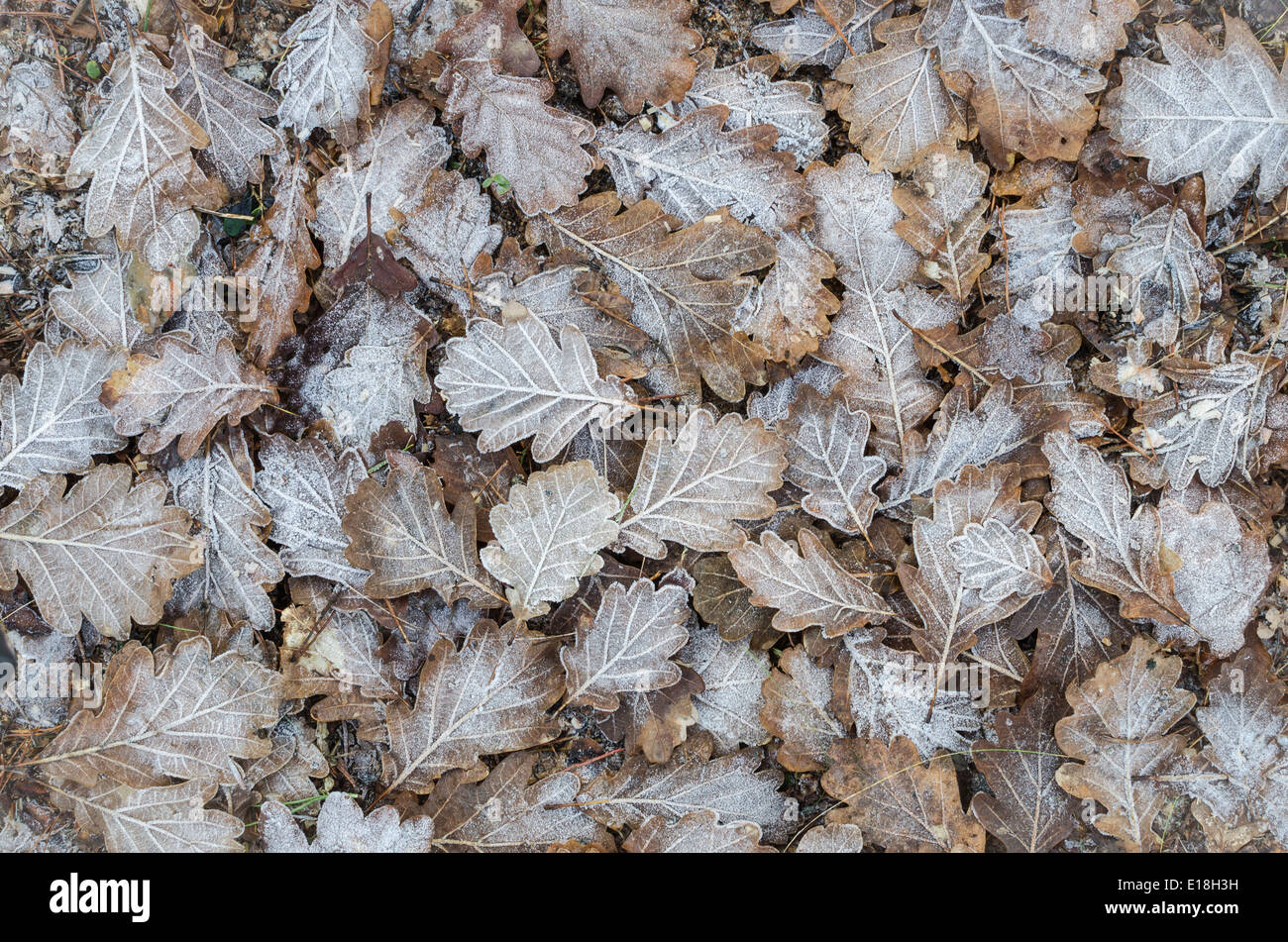 Hintergrund aus satiniertem Eichenlaub Stockfoto