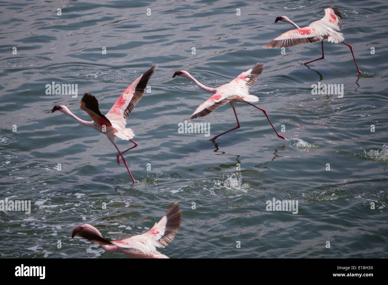 Flamingos scheinen auf dem Wasser im Arusha National Park, Tansania, Ostafrika gehen. Stockfoto