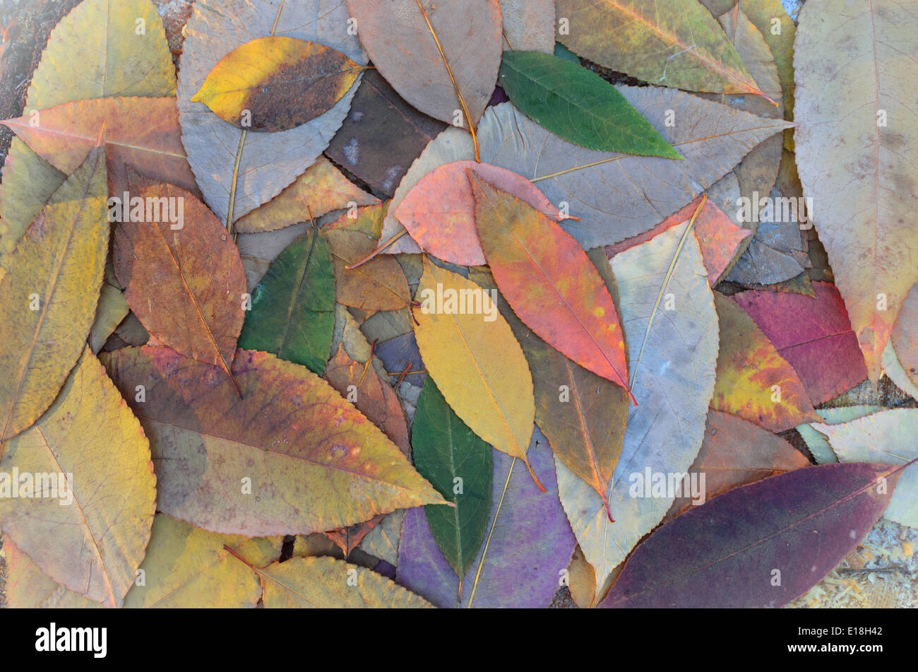Hintergrund der bunten Herbstlaub Stockfoto