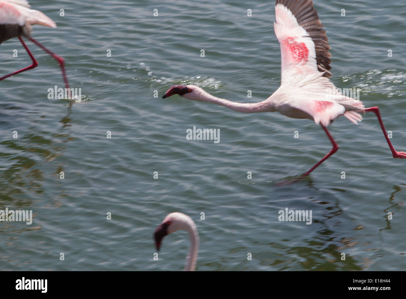 Flamingos im Flug im Arusha National Park, Tansania, Ostafrika. Stockfoto