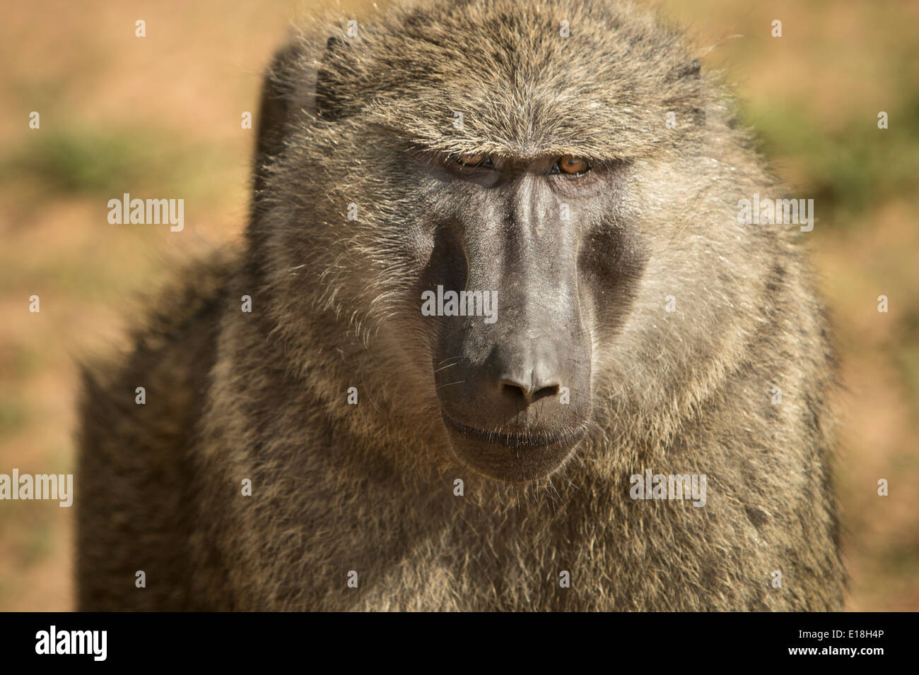 Pavian in Murchison Falls National Park, Uganda, Ostafrika. Stockfoto