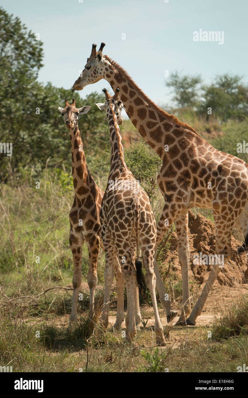 Mutter und Baby Giraffen in Uganda Murchison Falls National Park, Ost-Afrika. Stockfoto